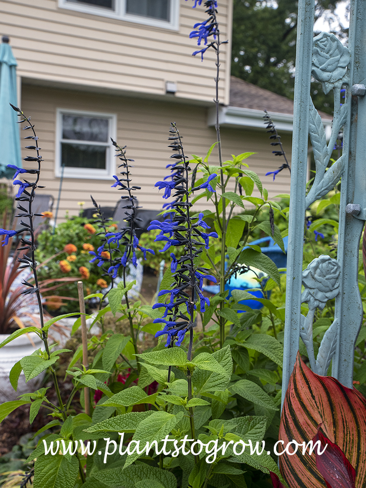 Black and Bloom Salvia (Salvia guarantica) 
I over wintered this plant so it was a lot larger and more florific than last years 1 year old plants.